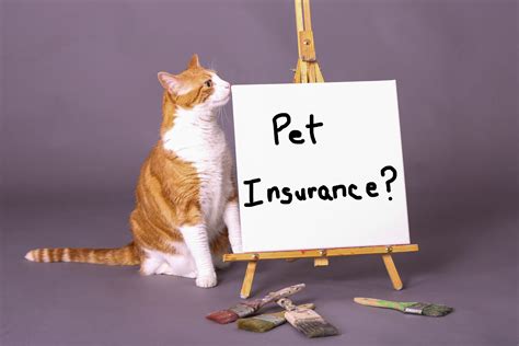 pet insurance that kicks in right away.